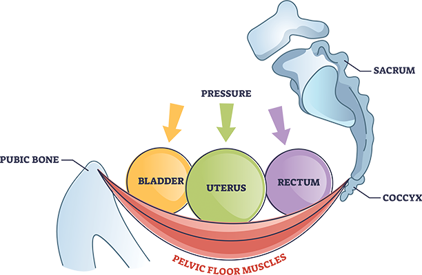 pelvic-floor-muscles