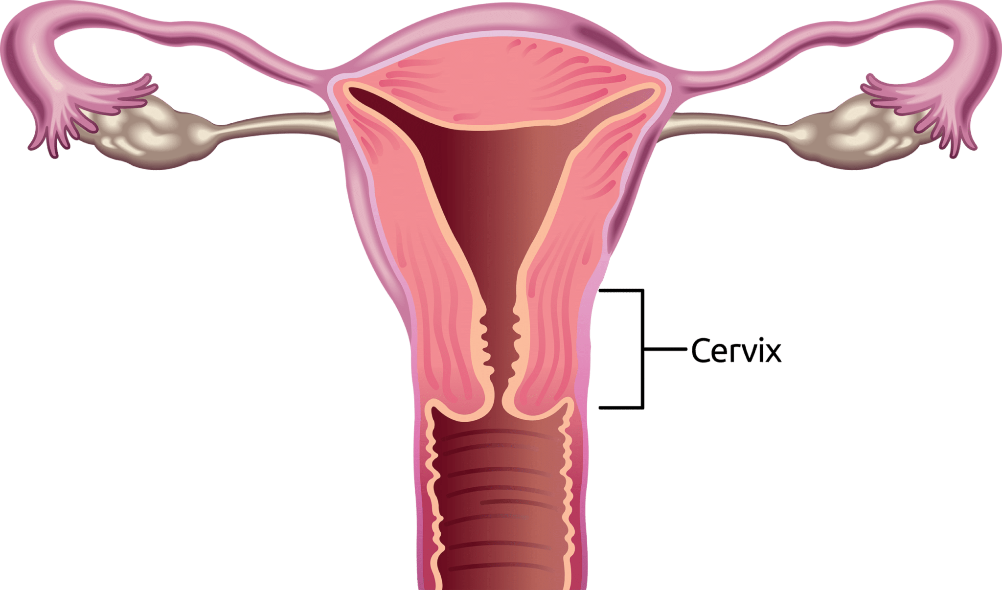 location of the cervix image for cervical cancer awareness month